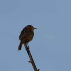 Cisticola exilis (Golden-headed Cisticola) at Pambula, NSW - 17 May 2014 by RobynKesby