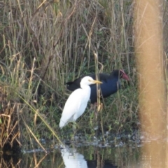 Bubulcus coromandus (Eastern Cattle Egret) at Pambula, NSW - 16 May 2014 by RobynKesby