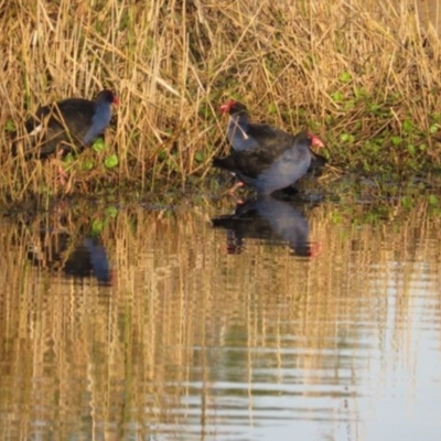 Porphyrio melanotus (Australasian Swamphen) at Pambula, NSW - 16 May 2014 by RobynKesby