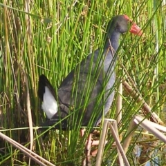 Porphyrio melanotus (Australasian Swamphen) at Bermagui, NSW - 29 Mar 2012 by Angel