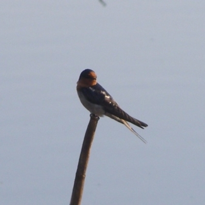 Hirundo neoxena (Welcome Swallow) at Bermagui, NSW - 29 Mar 2012 by Angel