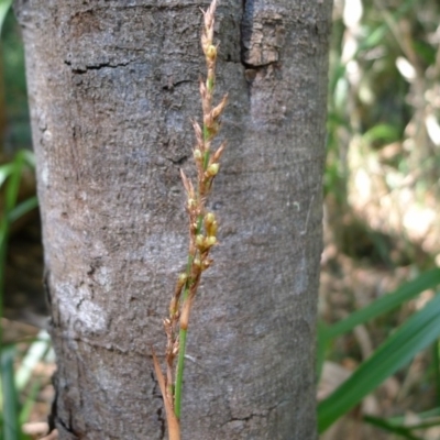 Lepidosperma laterale (Variable Sword Sedge) at Bermagui, NSW - 29 Mar 2012 by JohnTann