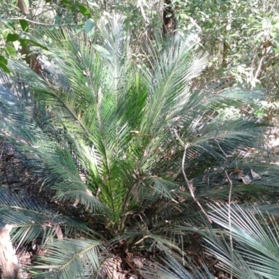 Macrozamia communis (Burrawang) at Bermagui, NSW - 29 Mar 2012 by JohnTann