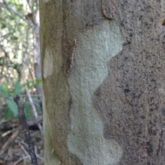 Corymbia maculata (Spotted Gum) at Bermagui, NSW - 30 Mar 2012 by JohnTann