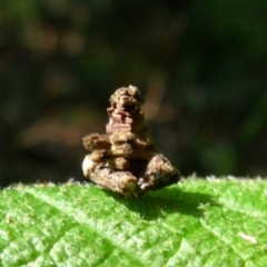 Psychidae (family) MATURE (Case Moth) at Bermagui, NSW - 29 Mar 2012 by JohnTann