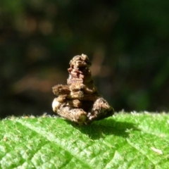 Psychidae (family) MATURE (Case Moth) at Bermagui, NSW - 30 Mar 2012 by JohnTann