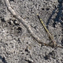 Orthetrum caledonicum (Blue Skimmer) at Bermagui, NSW - 30 Mar 2012 by RuthLaxton