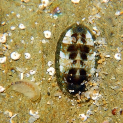 Ischnochiton (Haploplax) lentiginosus (Ischnochiton (Haploplax) lentiginosus) at Barragga Bay, NSW - 12 Jun 2015 by MichaelMcMaster