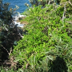 Lycium ferocissimum (African Boxthorn) at Bermagui, NSW - 30 Mar 2012 by robndane