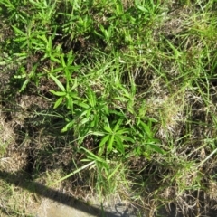 Senecio linearifolius var. arachnoideus (Cobweb Fireweed Groundsel) at Bermagui, NSW - 30 Mar 2012 by robndane