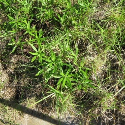 Senecio linearifolius var. arachnoideus (Cobweb Fireweed Groundsel) at Bermagui, NSW - 30 Mar 2012 by robndane