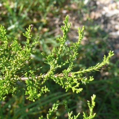 Callitris rhomboidea (Port Jackson Pine, Oyster Bay Pine) at Bermagui, NSW - 30 Mar 2012 by robndane