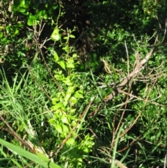 Asparagus asparagoides (Bridal Creeper, Florist's Smilax) at Bermagui, NSW - 30 Mar 2012 by robndane