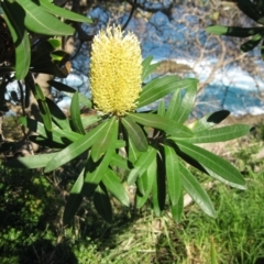 Banksia integrifolia subsp. integrifolia (Coast Banksia) at Bermagui, NSW - 31 Mar 2012 by robndane