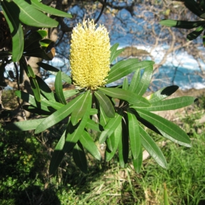 Banksia integrifolia subsp. integrifolia (Coast Banksia) at Bermagui, NSW - 31 Mar 2012 by robndane
