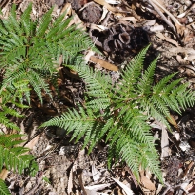 Pteridium esculentum (Bracken) at Bermagui, NSW - 30 Mar 2012 by robndane