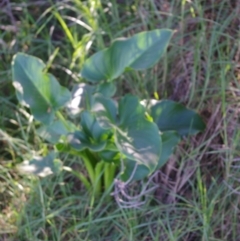 Zantedeschia aethiopica (Arum Lily) at Bermagui, NSW - 30 Mar 2012 by robndane