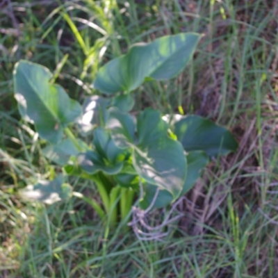 Zantedeschia aethiopica (Arum Lily) at Bermagui, NSW - 30 Mar 2012 by robndane