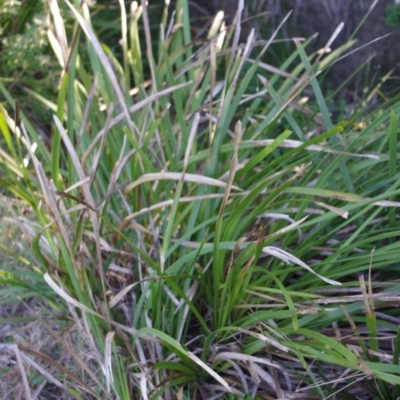 Lomandra longifolia (Spiny-headed Mat-rush, Honey Reed) at Bermagui, NSW - 30 Mar 2012 by robndane