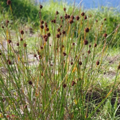 Ficinia nodosa (Knobby Club-rush) at Bermagui, NSW - 30 Mar 2012 by robndane