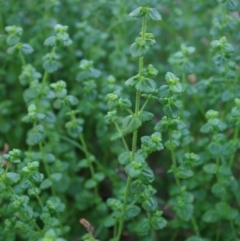Gonocarpus teucrioides (Germander Raspwort) at Bermagui, NSW - 31 Mar 2012 by robndane