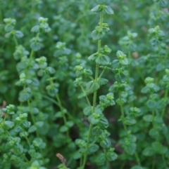 Gonocarpus teucrioides (Germander Raspwort) at Bermagui, NSW - 30 Mar 2012 by robndane