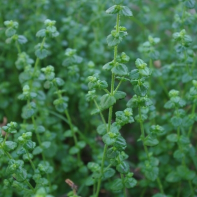 Gonocarpus teucrioides (Germander Raspwort) at Bermagui, NSW - 31 Mar 2012 by robndane