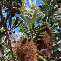 Banksia serrata (Saw Banksia) at Bermagui, NSW - 31 Mar 2012 by robndane