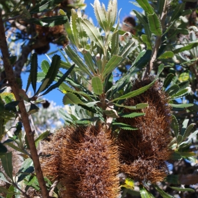 Banksia serrata (Saw Banksia) at Bermagui, NSW - 30 Mar 2012 by robndane