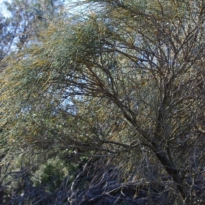 Allocasuarina verticillata at Bermagui, NSW - 31 Mar 2012 12:00 AM