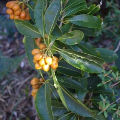 Pittosporum undulatum (Sweet Pittosporum) at Bermagui, NSW - 30 Mar 2012 by robndane