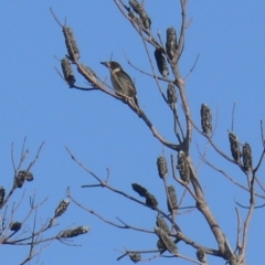 Cracticus torquatus (Grey Butcherbird) at Bermagui, NSW - 29 Mar 2012 by robndane