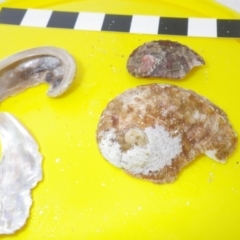 Haliotis rubra (Warty Ear Shell) at Bermagui, NSW - 30 Mar 2012 by timbarra