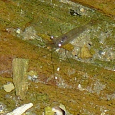 Palaemon dolospinus (Estuary shrimp) at Wallaga Lake, NSW - 29 Mar 2012 by MichaelMcMaster