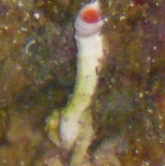 Sabellastarte australiensis (Feather duster worm) at Wallaga Lake, NSW - 30 Mar 2012 by MichaelMcMaster