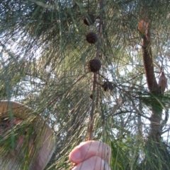 Allocasuarina littoralis (Black She-oak) at Bermagui, NSW - 30 Mar 2012 by GlendaWood