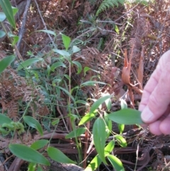 Eustrephus latifolius (Wombat Berry) at Bermagui, NSW - 31 Mar 2012 by GlendaWood