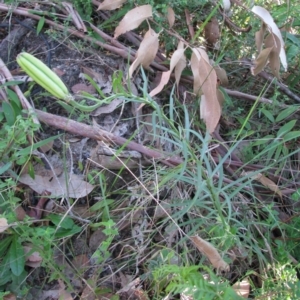 Lilium formosanum at Bermagui, NSW - 31 Mar 2012 12:00 AM