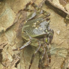 Leptograpsus variegatus (Purple Rock Crab) at The Blue Pool, Bermagui - 6 Nov 2013 by robndane