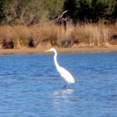 Ardea alba (Great Egret) at Eden, NSW - 26 Nov 2013 by ScottProctor