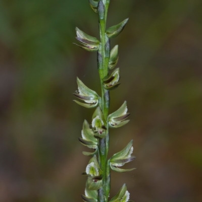 Prasophyllum elatum (Tall Leek Orchid) at Bournda, NSW - 13 Oct 2012 by robndane