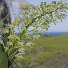 Dendrobium speciosum (Rock Lily) at Bournda, NSW - 12 Feb 2012 by robndane