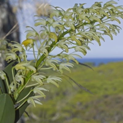 Dendrobium speciosum (Rock Lily) at Bournda, NSW - 12 Feb 2012 by robndane