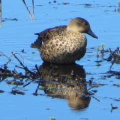 Anas gracilis (Grey Teal) at Bermagui, NSW - 11 Dec 2013 by robndane