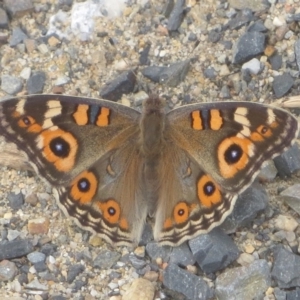 Junonia villida at Bermagui, NSW - 18 Dec 2013 12:00 AM
