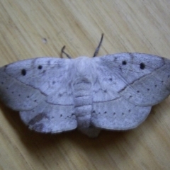 Anthela repleta (Replete Anthelid) at Bermagui, NSW - 16 Sep 2005 by robndane