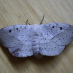 Anthela repleta at Bermagui, NSW - 15 Sep 2005 by robndane