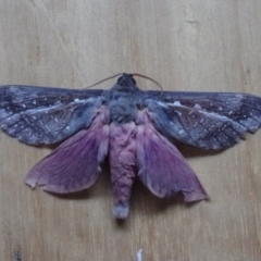 Oxycanus dirempta (Variable Oxycanus) at Bodalla, NSW - 31 May 2012 by robndane