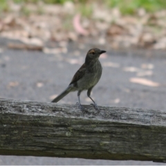 Colluricincla harmonica (Grey Shrikethrush) at Brogo, NSW - 18 Dec 2013 by kelpie