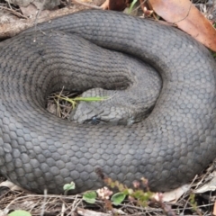Acanthophis antarcticus (Common Death Adder) at Bournda, NSW - 23 Dec 2012 by HarrisonWarne